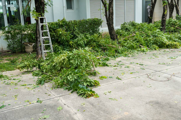 Tree Branch Trimming